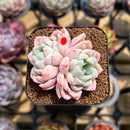 Echeveria 'White Zaragoza' 2" Succulent Plant Cutting