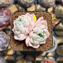 Echeveria 'White Zaragoza' 2" Succulent Plant Cutting