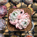 Echeveria 'White Zaragoza' 2" Succulent Plant Cutting