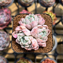 Echeveria 'White Zaragoza' 2" Succulent Plant Cutting