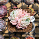 Echeveria 'White Zaragoza' 2" Succulent Plant Cutting