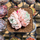 Echeveria 'White Zaragoza' 2" Succulent Plant Cutting