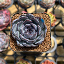 Echeveria 'Chocolate Grace' 2" Succulent Plant