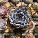 Echeveria 'Chocolate Grace' 2" Succulent Plant