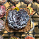 Echeveria 'Chocolate Grace' 2" Succulent Plant