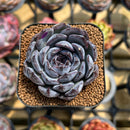 Echeveria 'Chocolate Grace' 2" Succulent Plant
