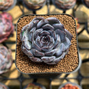 Echeveria 'Chocolate Grace' 2" Succulent Plant