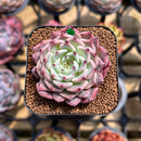 Echeveria 'Jackal' 2" Succulent Plant Cutting