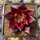 Echeveria Agavoides 'Oculus' 3" Succulent Plant Cutting