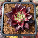 Echeveria Agavoides 'Oculus' 3" Succulent Plant Cutting