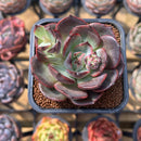 Echeveria 'Black Force' 2" Succulent Plant Cutting
