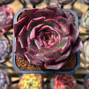 Echeveria 'Pink Bunny' 2" Succulent Plant Cutting