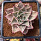 Echeveria 'Jade Star' Variegated Type B 2" Succulent Plant Cutting