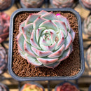 Echeveria 'Soul Heart' 2" Succulent Plant Cutting