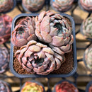 Echeveria 'Star Jay' 2" Succulent Plant Cutting