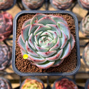 Echeveria 'Soul Heart' 2" Succulent Plant Cutting