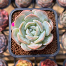 Echeveria 'Love' 2" Succulent Plant Cutting