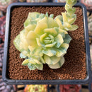 Echeveria 'Fun Queen' Variegated 2"-3" Succulent Plant Cutting