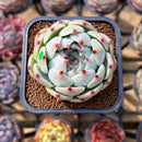 Echeveria 'Pavli' 2" Succulent Plant Cutting