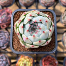 Echeveria 'Pavli' 2" Succulent Plant Cutting