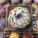 Echeveria 'Pavli' 2" Succulent Plant Cutting