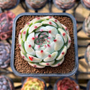 Echeveria 'Pavli' 2" Succulent Plant Cutting