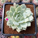 Echeveria 'Tippy' Variegated 3" Succulent Plant Cutting
