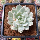 Echeveria 'Tippy' Variegated 3" Succulent Plant Cutting