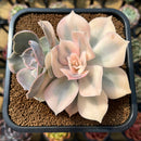 Echeveria 'Pollux' Variegated 3"-4" Succulent Plant Cutting
