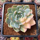Echeveria 'Seong Yeong' Variegated 2"-3" Succulent Plant Cutting