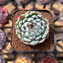 Echeveria 'Cherry Blossom' Ending 1"-2" Succulent Plant Cutting