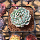 Echeveria 'Cherry Blossom' Ending 1"-2" Succulent Plant Cutting