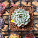 Echeveria 'Cherry Blossom' Ending 1"-2" Succulent Plant Cutting