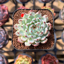 Echeveria 'Cherry Blossom' Ending 1"-2" Succulent Plant Cutting
