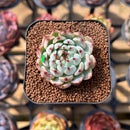 Echeveria 'Cherry Blossom' Ending 1"-2" Succulent Plant Cutting