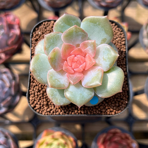 Echeveria 'Blossoming' Jelly Type 2" Succulent Plant