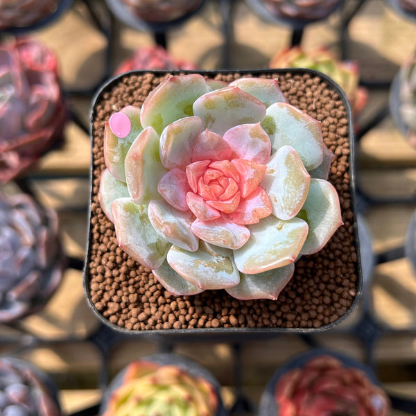 Echeveria 'Blossoming' Jelly Type 2" Succulent Plant