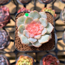 Echeveria 'Blossoming' Jelly Type 2" Succulent Plant