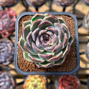 Echeveria 'Jade Bead' 2" Succulent Plant Cutting