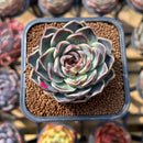 Echeveria 'Jade Bead' 2" Succulent Plant Cutting