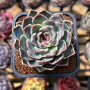 Echeveria 'Jade Bead' 2" Succulent Plant Cutting