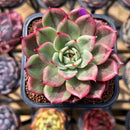Echeveria Agavoides 'Starboss' Variegated 2" Succulent Plant Cutting