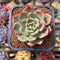 Echeveria Agavoides 'Starboss' Variegated 2" Succulent Plant Cutting