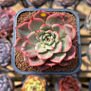 Echeveria Agavoides 'Starboss' Variegated 2" Succulent Plant Cutting