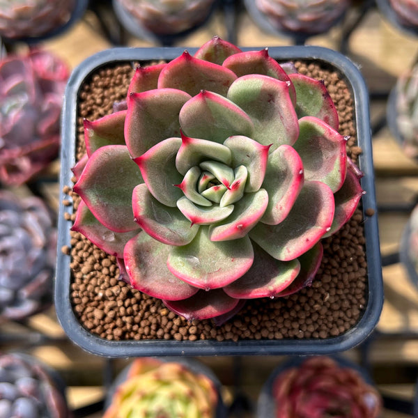 Echeveria Agavoides 'Starboss' Variegated 2" Succulent Plant Cutting