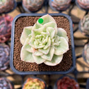 Sedeveria 'Rolly' Variegated 2" Succulent Plant Cutting