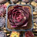 Echeveria 'Pink Bunny' 2" Succulent Plant Cutting