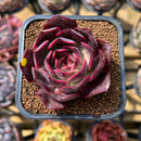 Echeveria 'Pink Bunny' 2" Succulent Plant Cutting
