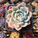 Echeveria 'Seong Yeong' Variegated 2"-3" Succulent Plant Cutting