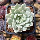 Echeveria 'Tippy' Variegated 3" Succulent Plant Cutting